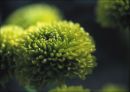 Chrysanthemum